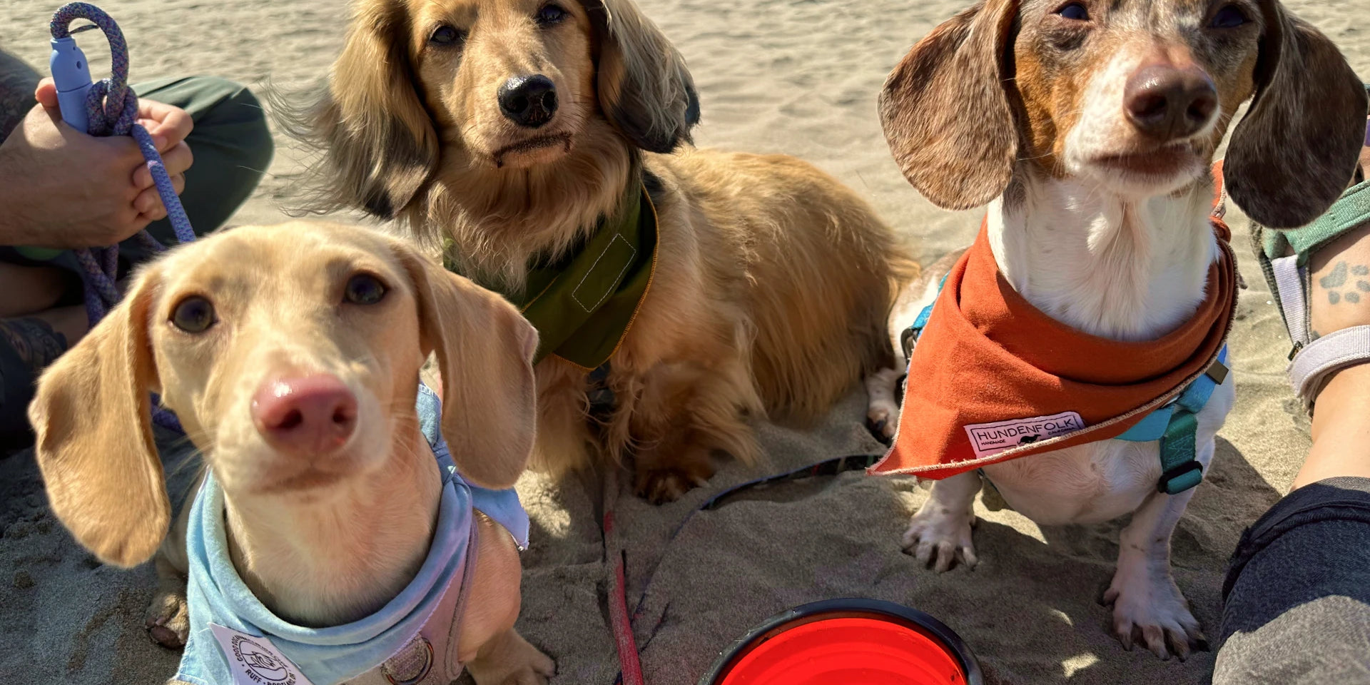 Dog Stuff