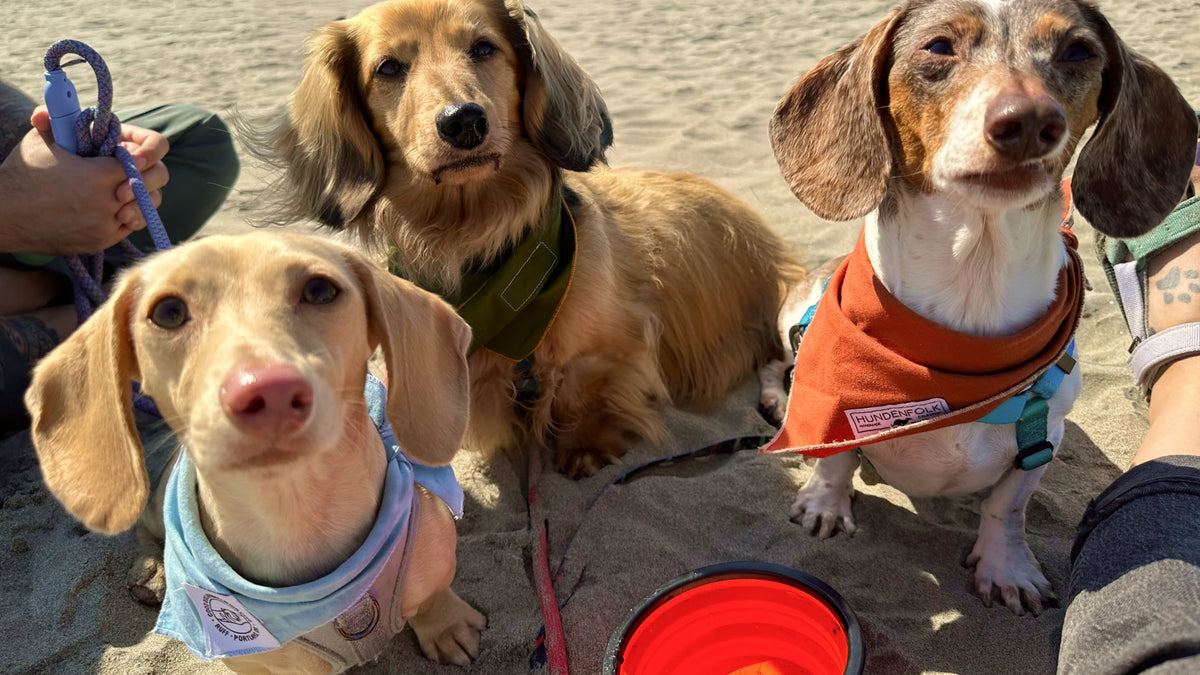 Dog Stuff